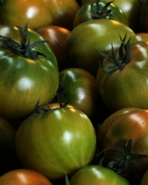 [펀딩과일] 부산 대저 짭짤이 토마토 500g
